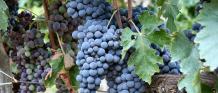 images/categorieimages/Sangiovese grape.jpg